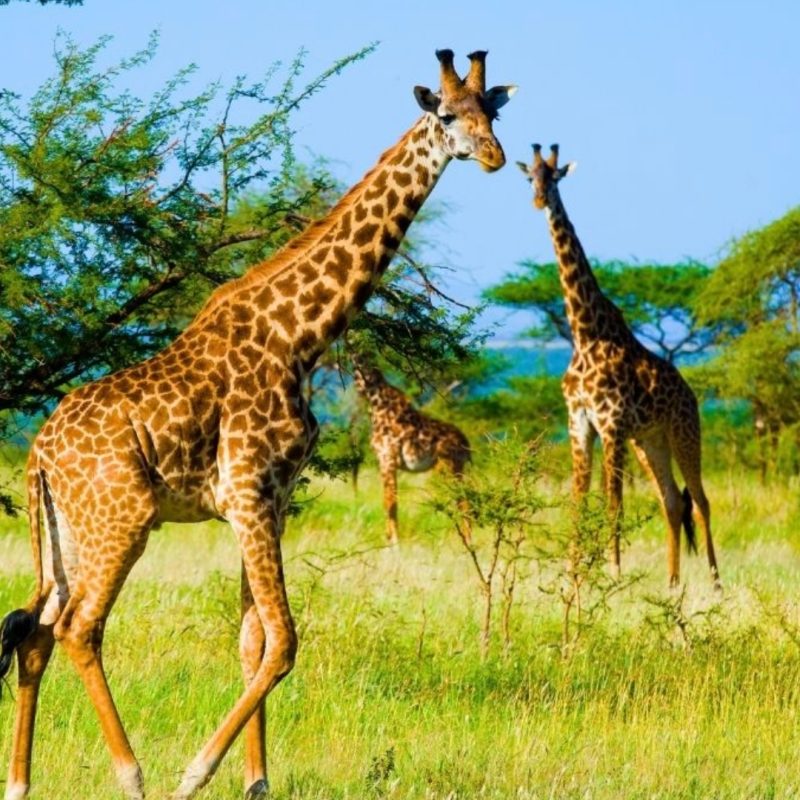 serengeti girrafe