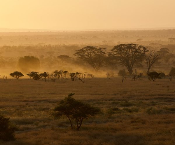 serengeti plain (1)