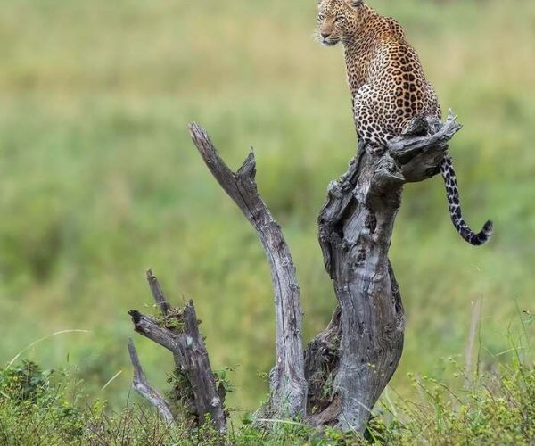 serengeti safari tour