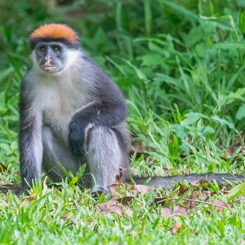 species of primates (1)