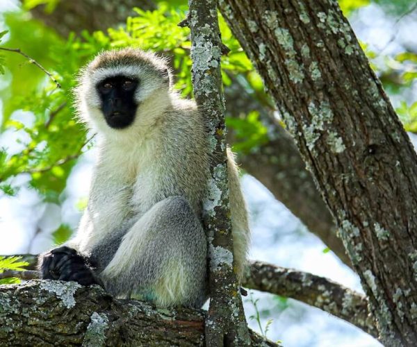 tarangire monkey (1)