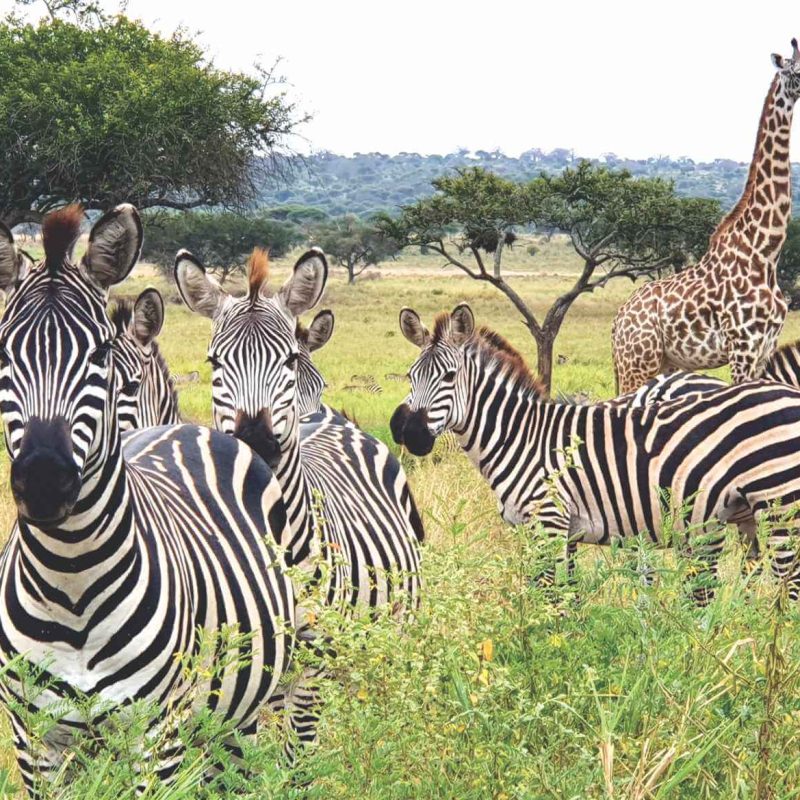 tarangire national park (1)