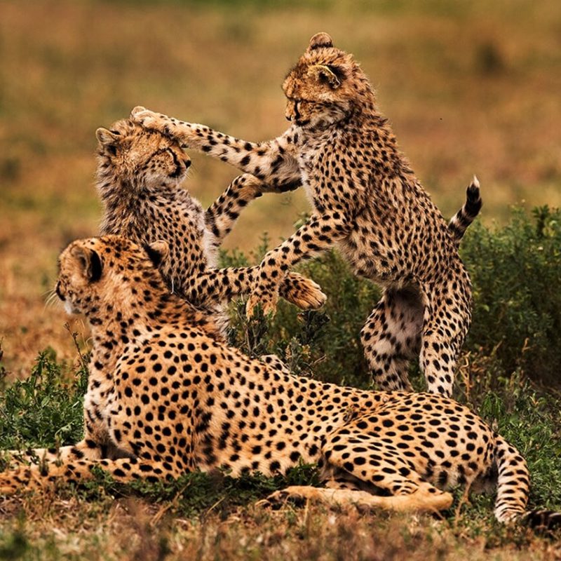 tarangire national park-leopard (1)
