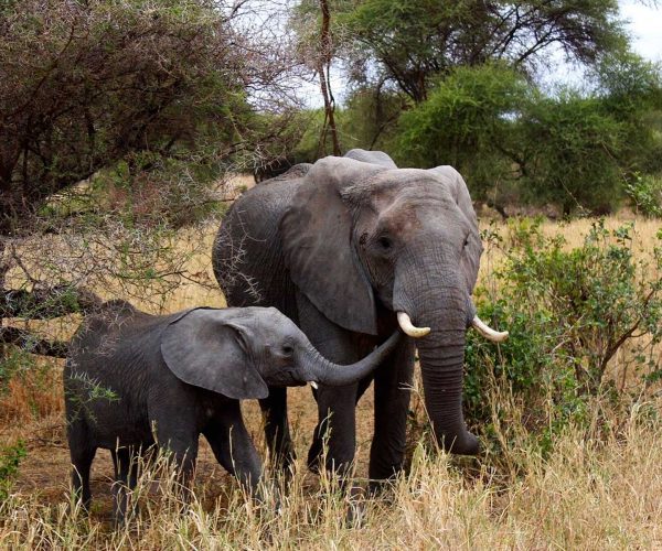 tarangire-national-park