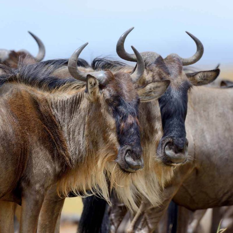 wildebeest-national-park-tanzania (1)