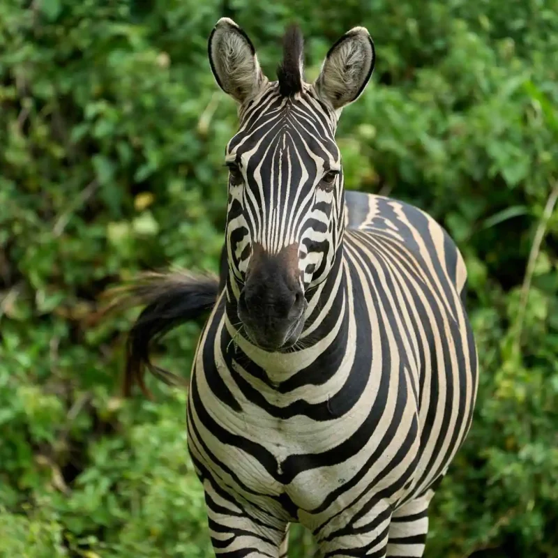 zebra-in-lake-manyara-national-park (1)